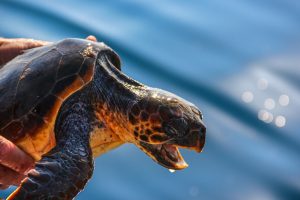 Un esemplare di tartaruga Caretta caretta a Lampedusa