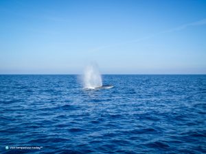 I tesori del Mediterraneo: I cetacei delle Pelagie